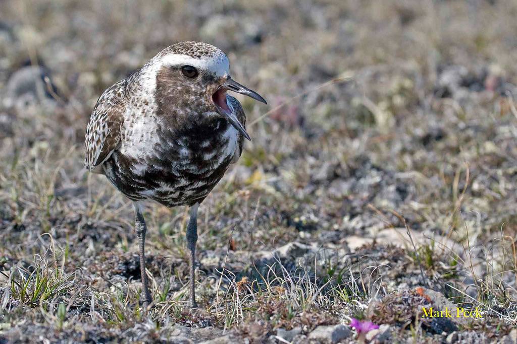 Black-bellied Plover - Pluvialis squatarola by Mark Peck Bird Photography is licensed under CC BY-NC-SA 2.0